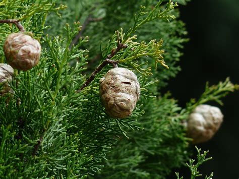 Cypress De Provence: Superba Conifera